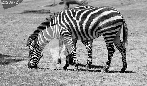 Image of Zebra eating grass on a green field