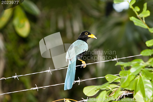 Image of Curious starling