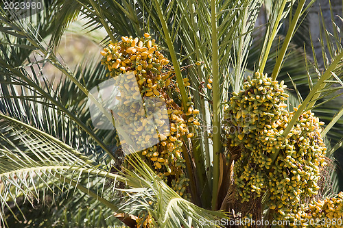 Image of  Dates palmtree