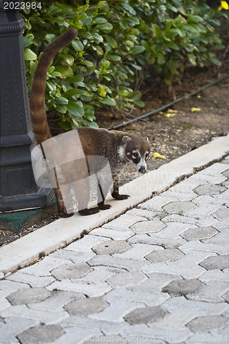 Image of Cozumel raccoon seaking for food