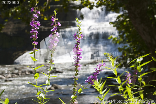 Image of Beautiful summer flowers on a background of waterfall