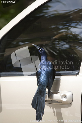 Image of Curious starling