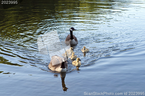 Image of Canadian Geese family