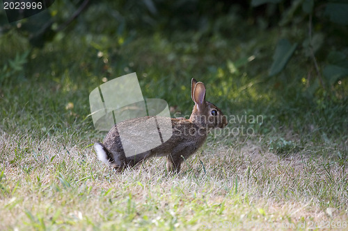 Image of Rabbit