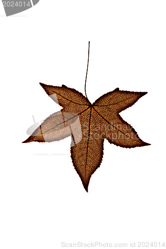 Image of Red leaf structure