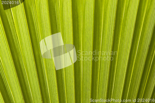 Image of Texture of palm leaves in natural light