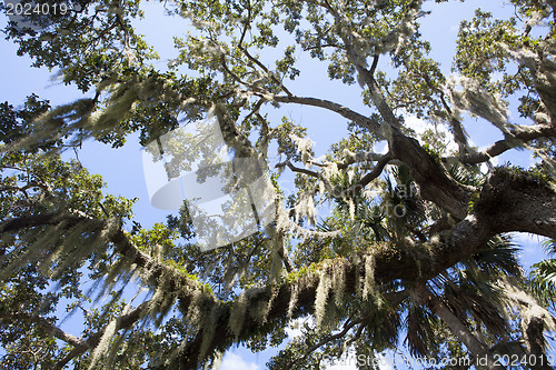 Image of Mysterious Spanish Moss