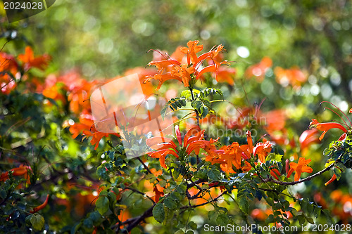 Image of Beautiful flowers of Israel