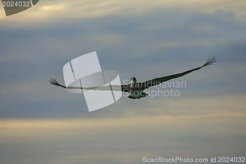 Image of Pelican is flying over  Caribbean sea