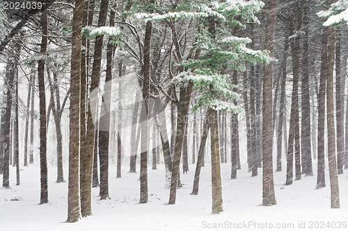 Image of Winter forest