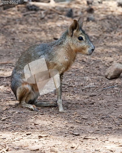 Image of Patagonian Cavy