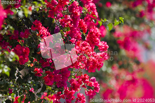 Image of Beautiful flowers of Israel.