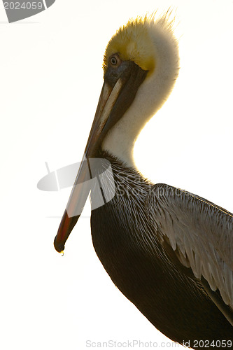 Image of Pelican