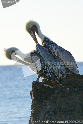 Image of Caribbean sea. Pelicans sitting on a rock 