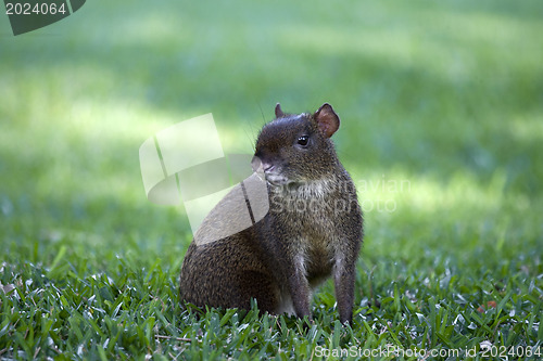 Image of Mexican Agouti