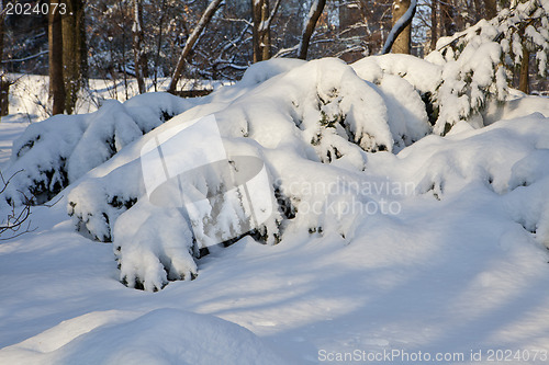 Image of Central Park, New York. Beautiful park in beautiful city. 