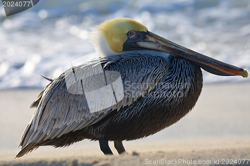 Image of Pelican is walking on a shore