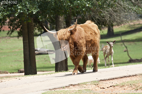 Image of Bull