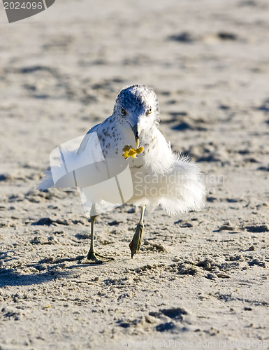 Image of Seagull