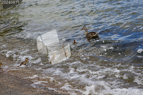 Image of ??? duck and ducklings