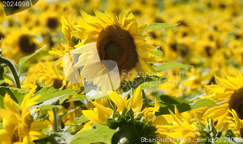 Image of  Sunflowers field 