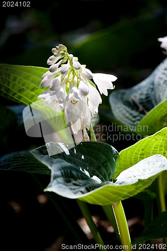 Image of White spring flower on green leaf background