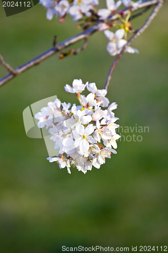 Image of Sakura  blossom 