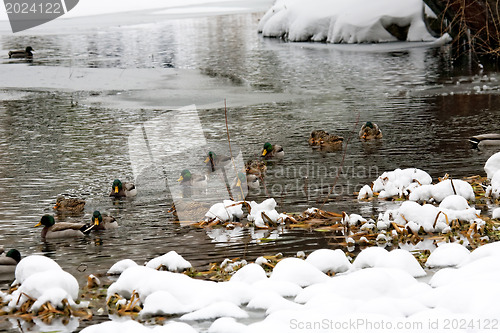 Image of Duck family in Manhattan River