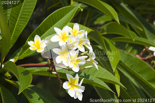 Image of Beautiful flowers of Israel,