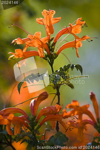 Image of Beautiful flowers of Israel