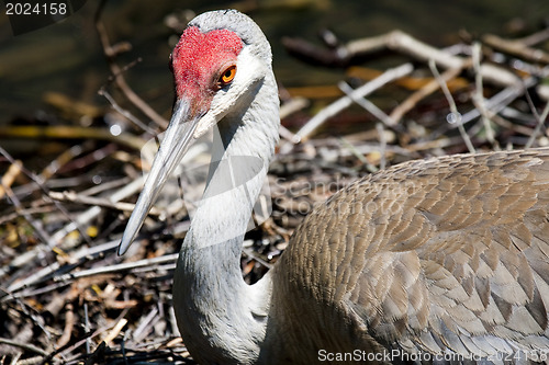 Image of Redheaded crane