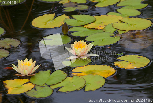 Image of Water lily