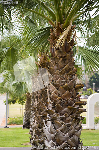 Image of Palm tree