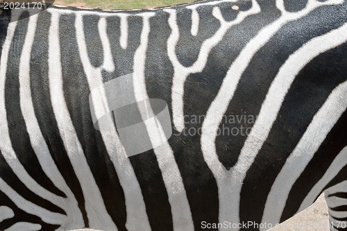 Image of Zebras Stripes