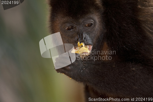 Image of Monkey is eating an apple 