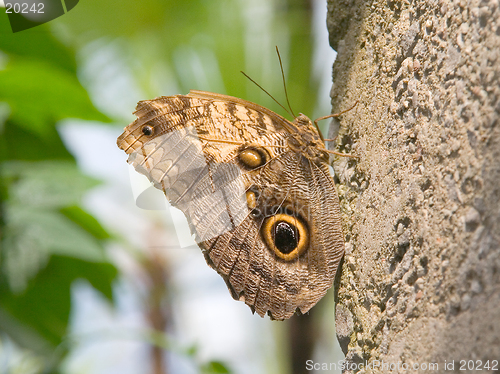 Image of Camouflaged butterfly