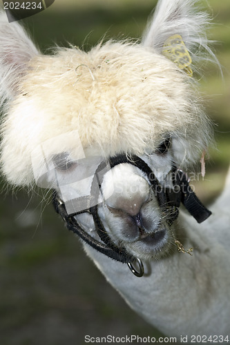 Image of Llama