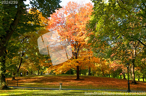 Image of Autumn park