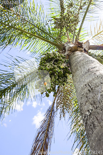 Image of palm tree 