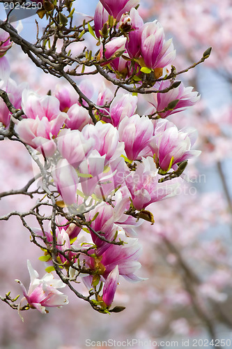 Image of Magnolia blossom 