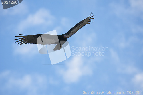Image of Flying hawk on cloudy sky 