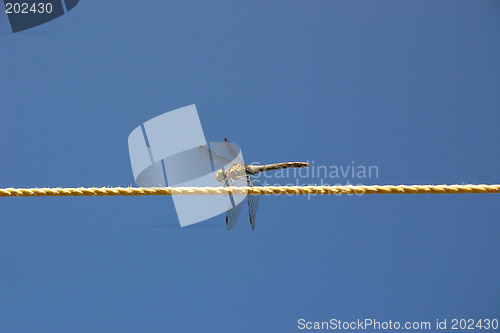 Image of dragonfly on the line