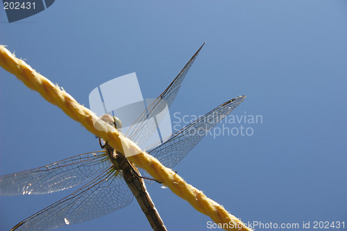 Image of dragonfly on the line
