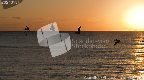 Image of Beautiful morning. Pelicans flying over Caribbean sea