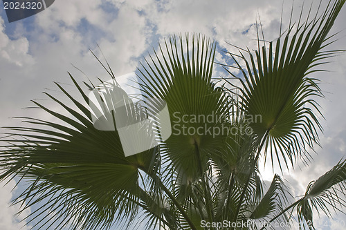 Image of Palm tree