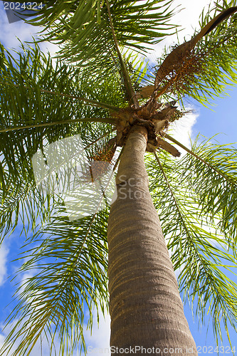 Image of palm tree 