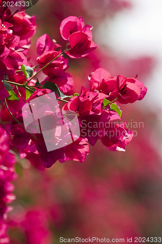 Image of Beautiful flowers of Israel