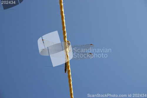 Image of dragonfly on the line