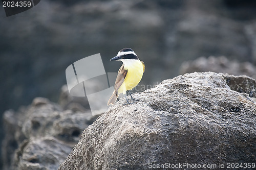 Image of Golden-crowned Kinglet