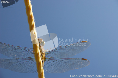 Image of dragonfly on the line